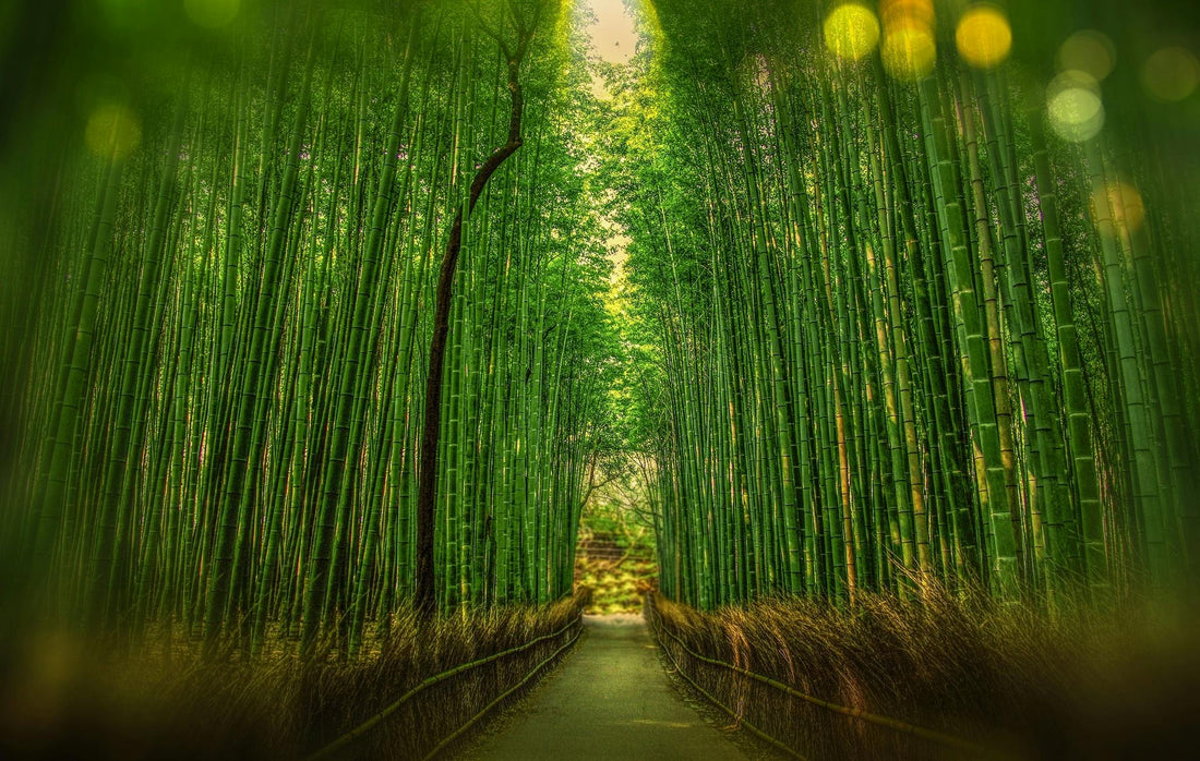 Why Bamboo Is the Future of Sustainable Living