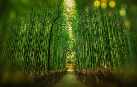 Why Bamboo Is the Future of Sustainable Living